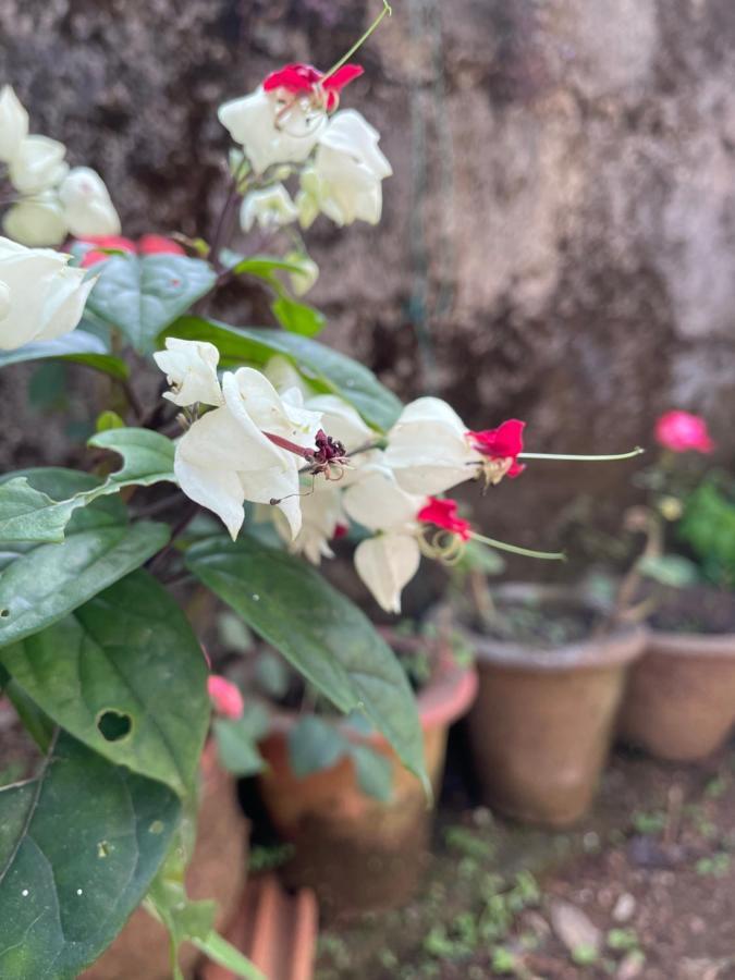 Sandev Homestay マディケーリ エクステリア 写真